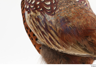 Pheasant  2 back wing 0006.jpg